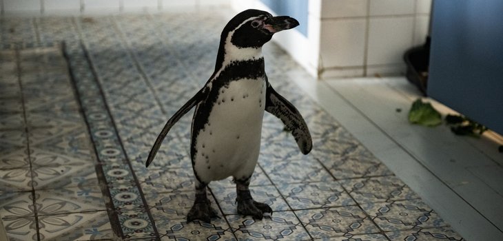 Die Chaosschwestern_4061229455511