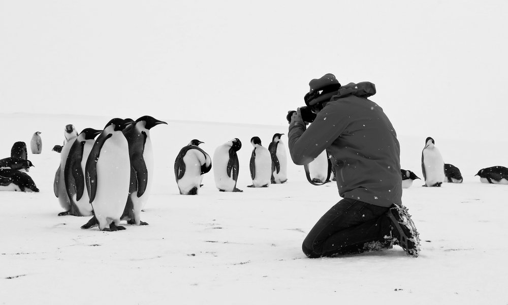 Les_manchots_Empereur_prennent_la_pose_Cedric_Gentil_Expedition_Wild-Touch_Antarctica!