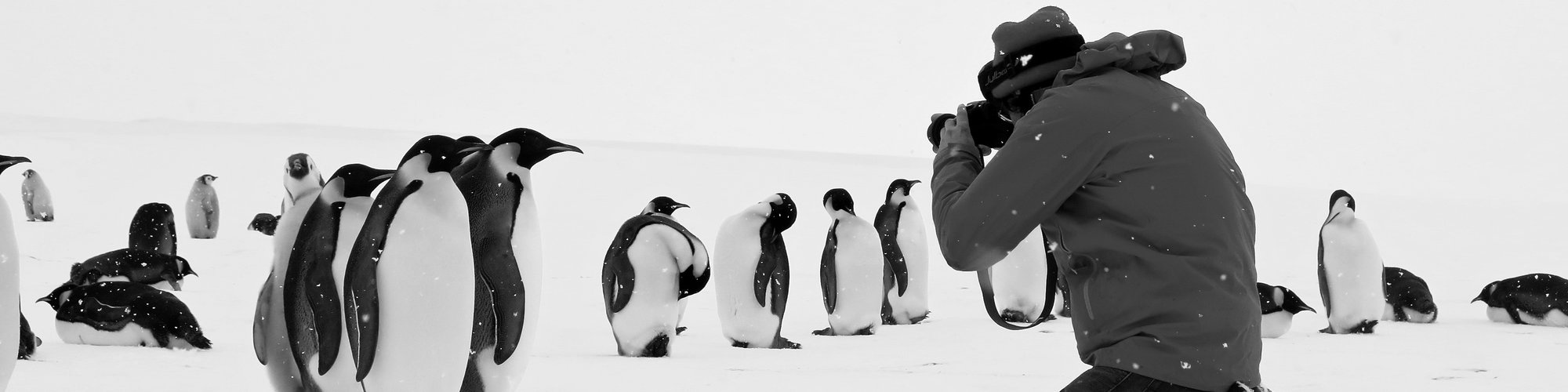Les_manchots_Empereur_prennent_la_pose_Cedric_Gentil_Expedition_Wild-Touch_Antarctica!