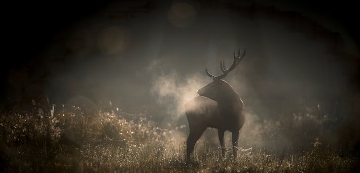 chantdesforets_filmstill2_photo-vincentmunier_uid_6900bda6c5a06