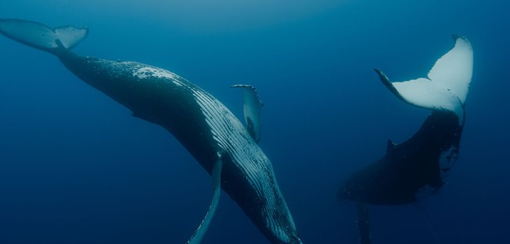 whale.jpg