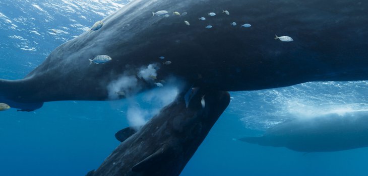 whale2.jpg