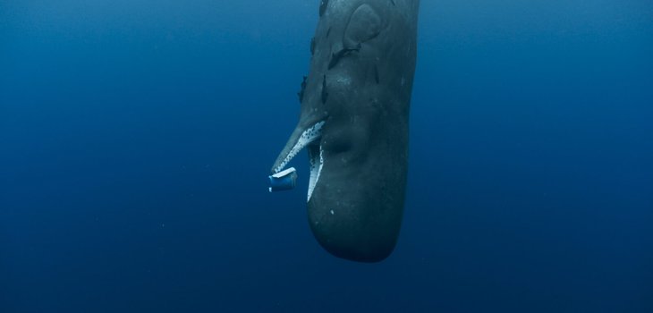 whale4.jpg