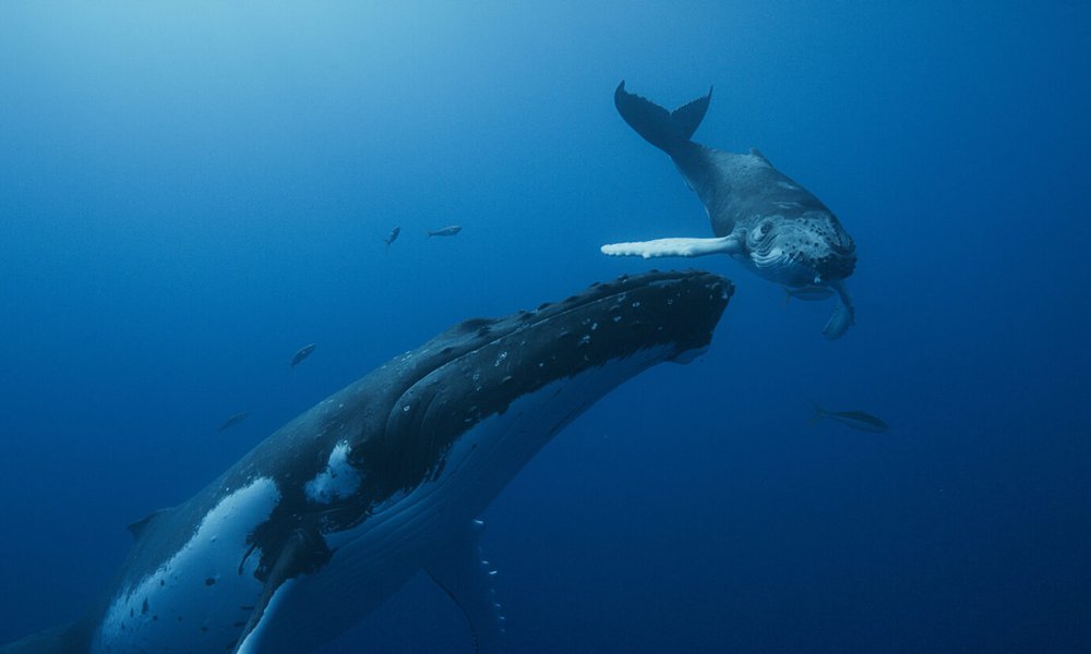whale5.jpg