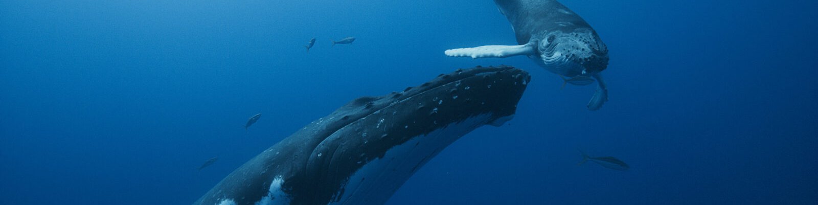 whale5.jpg