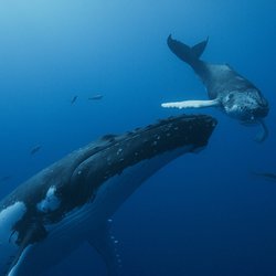 whale5.jpg